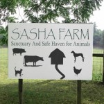 sasha farm